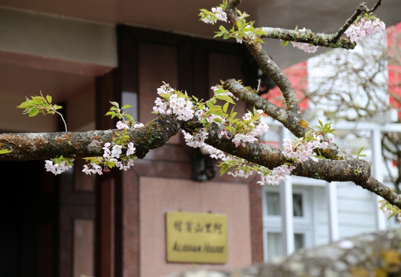 阿里山花季迎賓沉醉春日百花即景 阿里山賓館推〈大和花旅〉三日遊快閃優惠