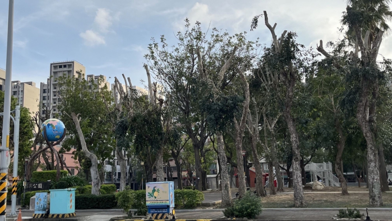 不要再亂幫樹剃頭！新竹縣府邀專家暢談樹木健康修剪