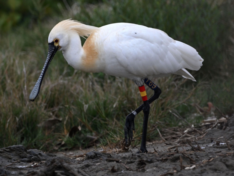 10年前肉毒桿菌中毒獲救的T69黑面琵鷺連續10年回到台南度冬
