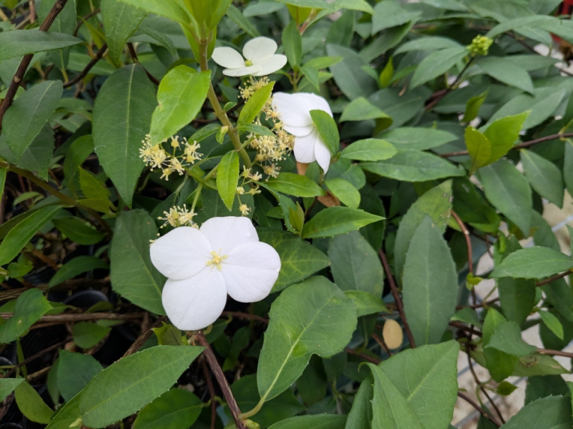 植樹月預約領苗活動  民眾熱烈響應 林業及自然保育署臺中分署再加碼1000株3 月 18 日開放預約