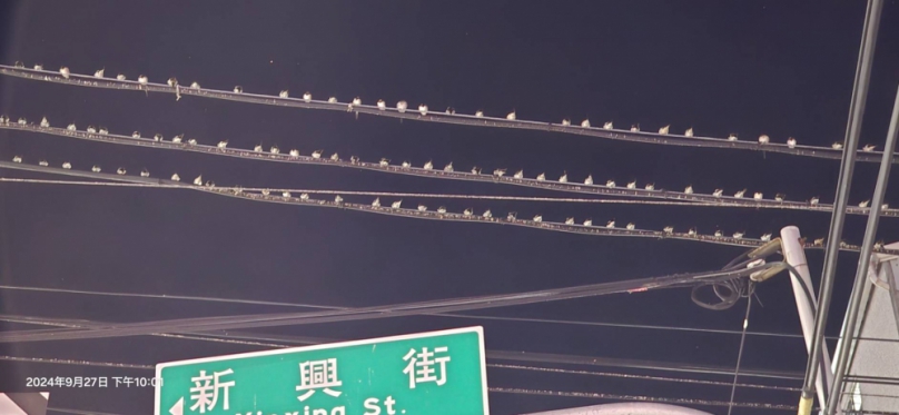 隨著夏天的腳步逐漸逼近、城市的街道上開始出現一幅特別的景象、燕子們成群結隊地停在電線上、似乎在為即將到來的季節歡呼、這美麗的畫面背後卻隱藏著一個不容忽視的問題——鳥糞。