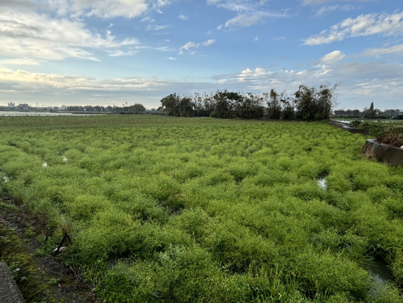 大甲農民種植水芹菜    休閒農業療育新景觀
