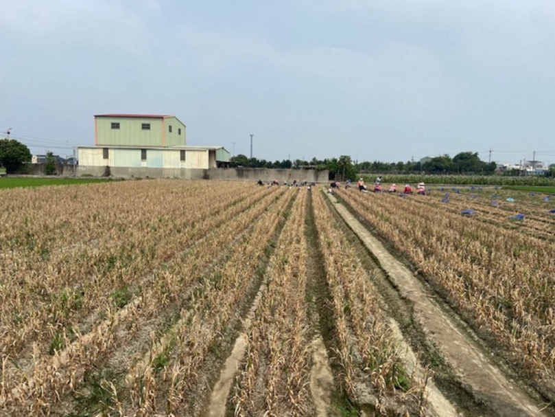 國產大蒜正值盛產新鮮風味歡迎民眾優先選購