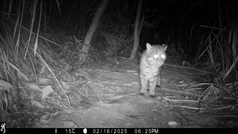 石虎出沒淺山   邊際土地證實是重要棲地