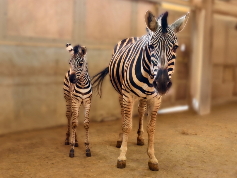 六福莊再添動物明星   大家快來幫斑馬寶寶命名！