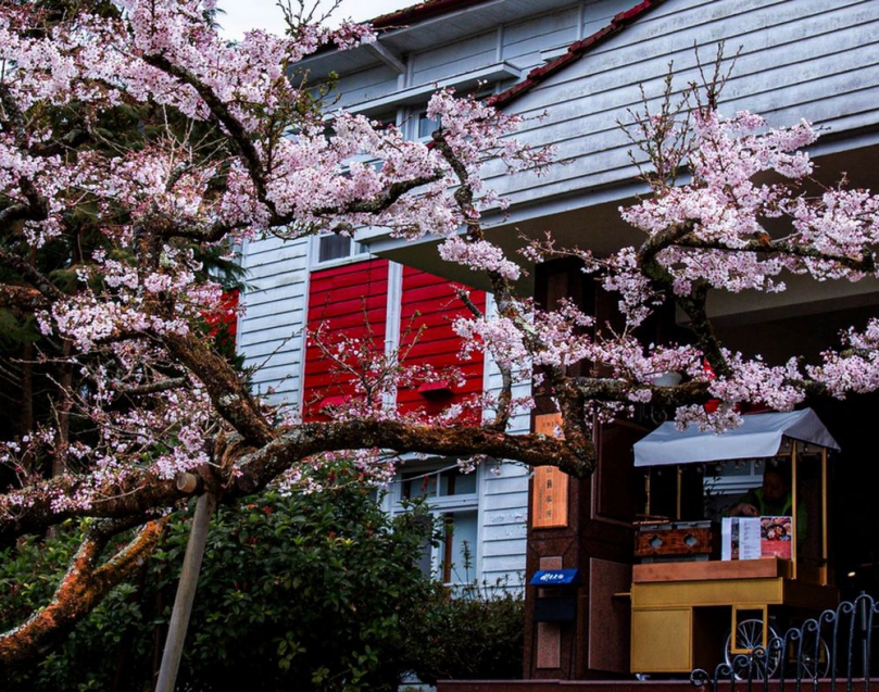 把握阿里山櫻花最佳賞花期 阿里山賓館花季限定主題房贈賞櫻花袋 品嚐高海拔咖啡夢幻仙蹤