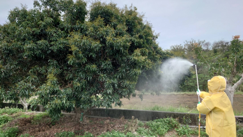荔枝椿象是果農頭號公敵   新竹市府攜手農會產銷班加強防治