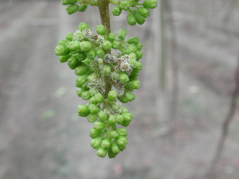 「葡萄露菌病」，中區農改場籲果農加強防治管理。（照片農改場提供） 　