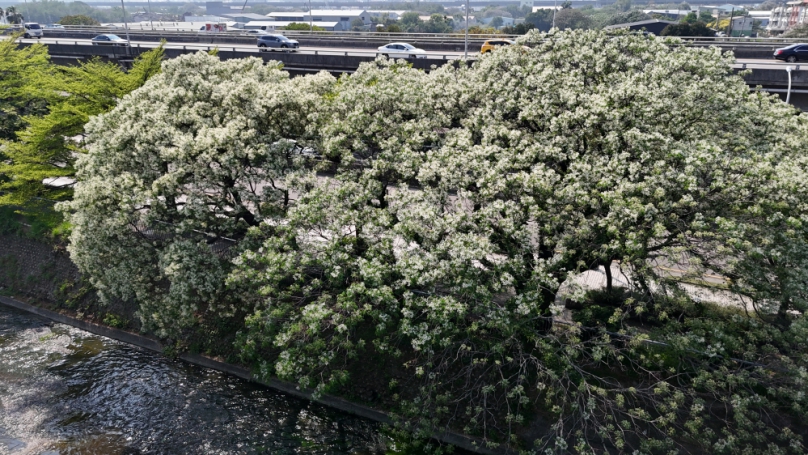 春季限定紫色浪漫！中市建設局邀民眾連假來台中感受花香美景
