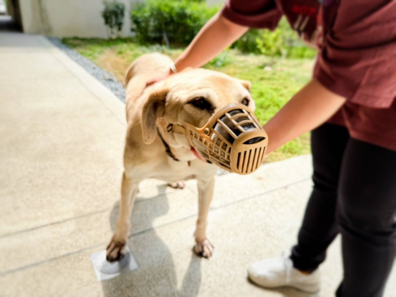 最重罰15萬元   新竹市動保所提醒飼主落實管理攻擊性犬隻