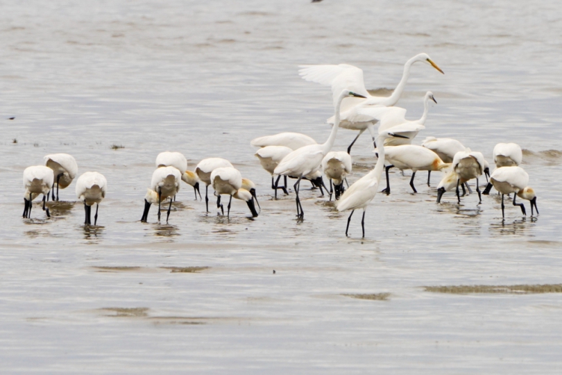 黑面琵鷺來了！新竹香山濕地、金城湖賞鳥正是時候