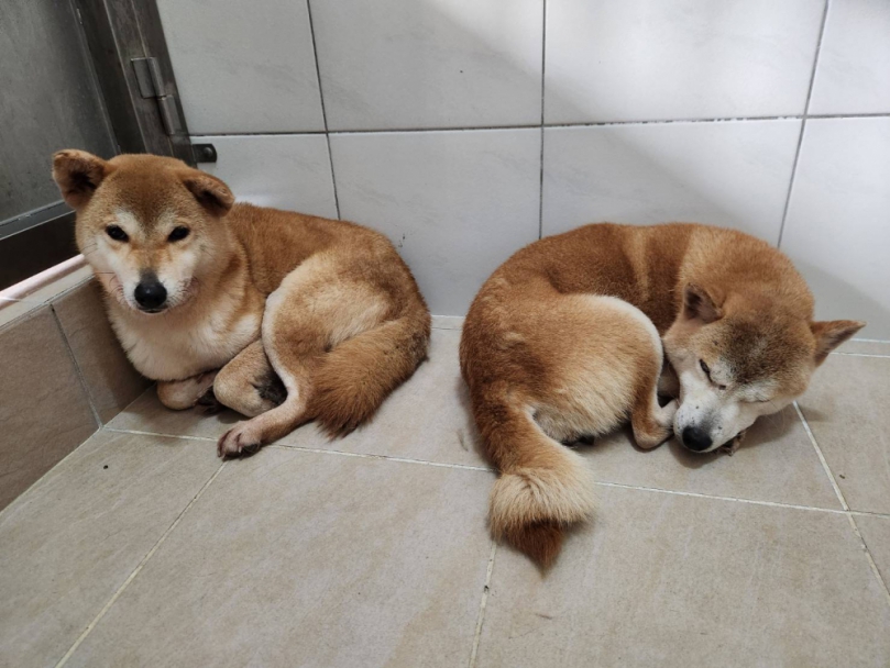 新竹縣13隻柴犬遭棄養   動保所救援查辦   最重課40萬元罰款