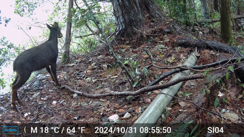 石虎首次現蹤斯可巴社區串聯大甲溪石虎廊道10年有成