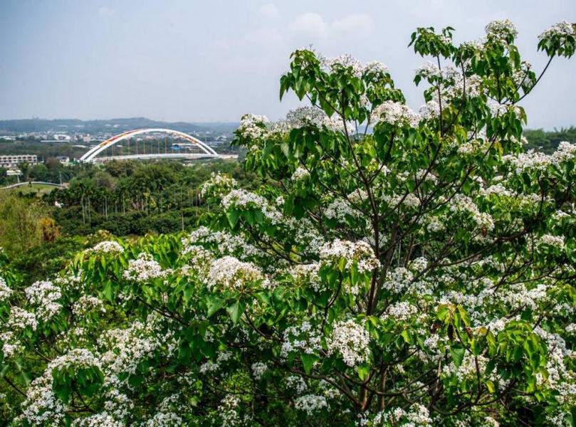 「花見幸福‧抵嘉桐聚」浪漫登場 圓林仔社區桐花預計週末滿開最美