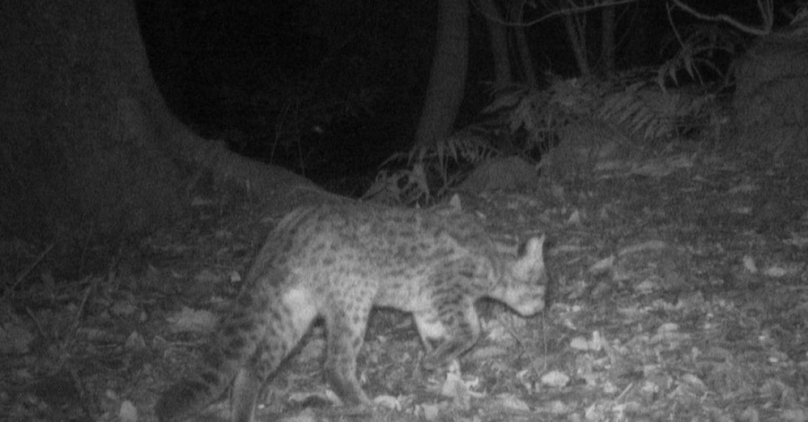 苗栗南庄鄉紅外線相機攝獲石虎出沒   保育人士為之振奮