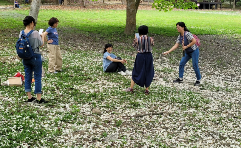 古坑四月雪浪漫桐花祭登場　桐花與黑咖啡交織百年記憶
