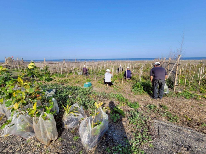 推動海岸生態復甦！中市觀旅局揭大安海岸林復育成果