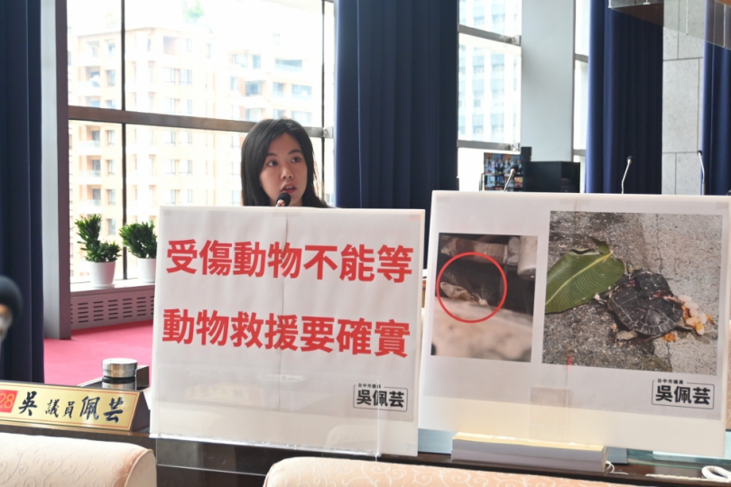 受傷動物不能等  議員吳佩芸：臺中市動物搜救量能缺乏  市府應做好媒合及聯絡角色