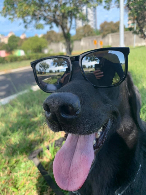 「國際搜救犬日」即將到來   新竹市消防局為搜救犬補身子