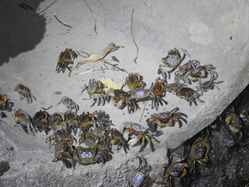 以自然為解方修復濕地生態 多方協力守護臺中海岸陸蟹棲地