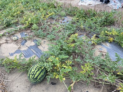 中市大肚區及龍井區西瓜災損16日前可申請現金救助