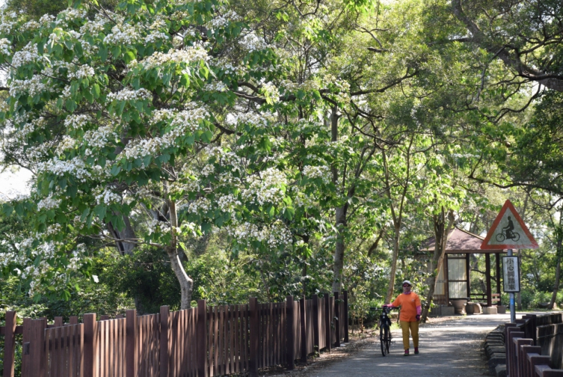 外埔油桐花盛開　賞花行走猶如踏雪　令人流連忘返