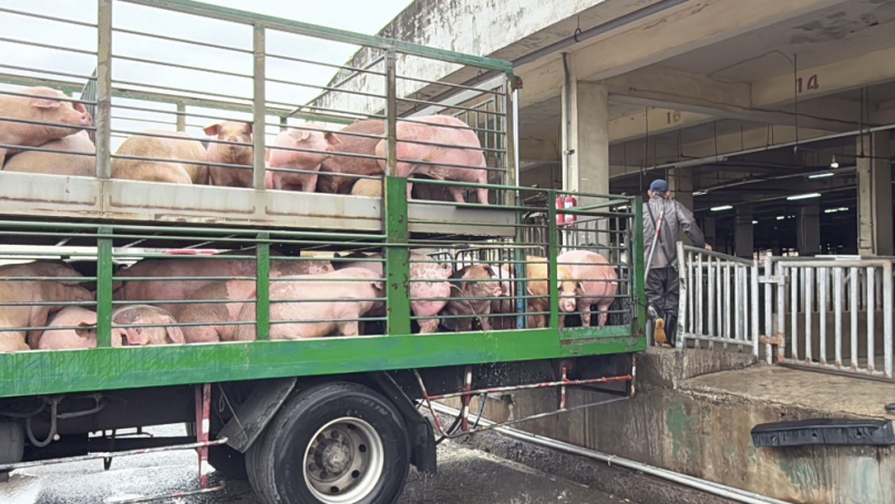 萊劑疑雲罩台   楊文科：嚴格把關豬肉產地   多選購國產豬