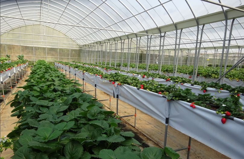 新竹市16公頃登錄為友善環境耕作   近4公頃農地通過有機驗證