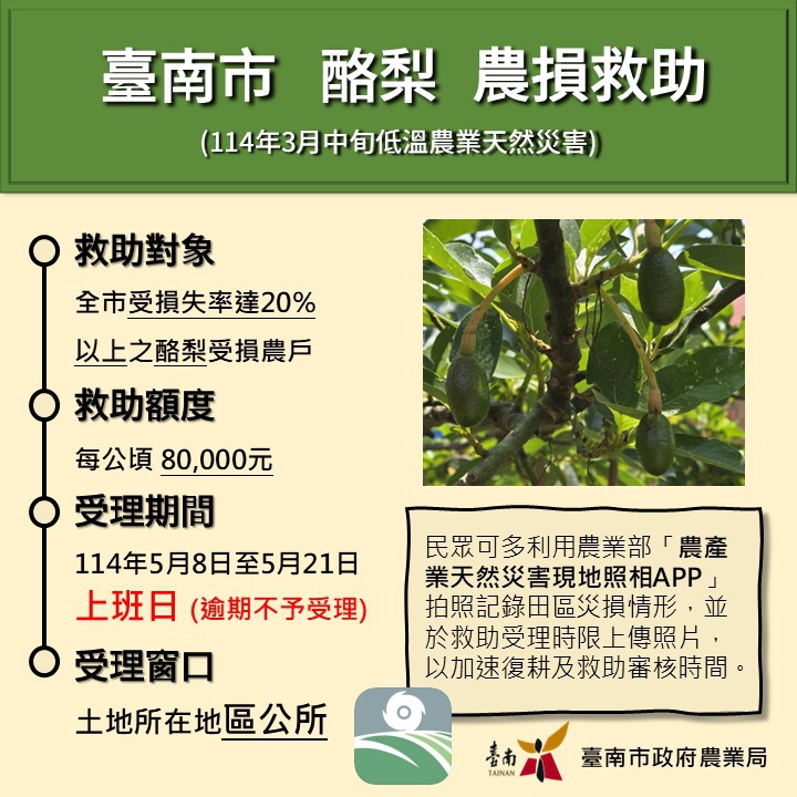 3月中旬低溫干擾臺南市酪梨著果情形 5月8日至5月21日受理現金救助申請