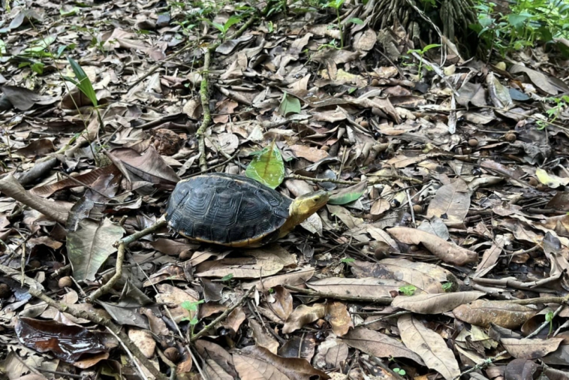 林業及自然保育署臺中分署擴大生態服務給付範圍 號召太平、霧峰區農友共同守護食蛇龜棲地