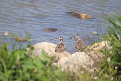 探索中市清水區高美濕地生態體驗活動14日起開放報名