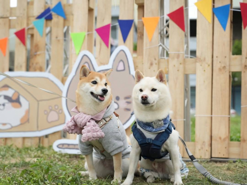 免費晶片+疫苗施打、趣味競賽   新竹市寵物市集5/17~18登場