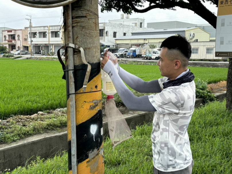 大甲芋田全面部署性費洛蒙誘捕器　有效防治斜紋夜蛾