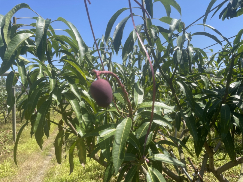 低溫造成中市改良種芒果災損   6月5日前可申請現金救助