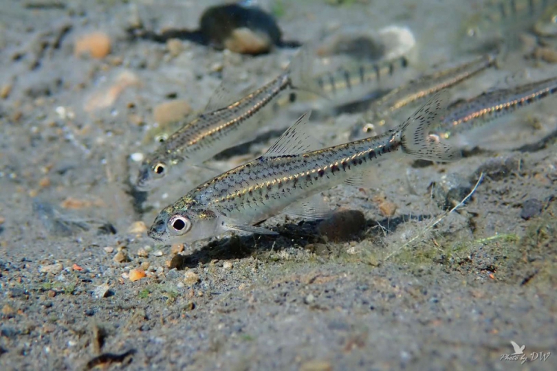 林業保育署臺中分署巴氏銀鮈域外庇護成果擴大，國際生物多樣性日台積電生態池加入守護臺灣特有瀕危魚