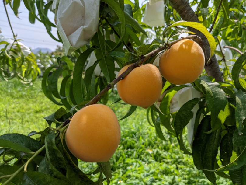 正是蜜桃成熟時!農試所新育成黃肉桃品種   提供消費新選擇