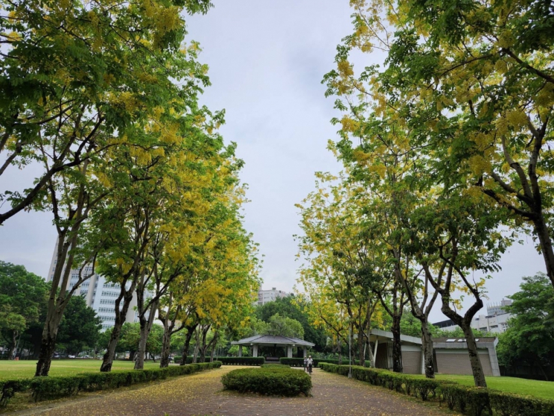 中市街頭夏日花季綻放！阿勃勒與大花紫薇共譜浪漫詩篇