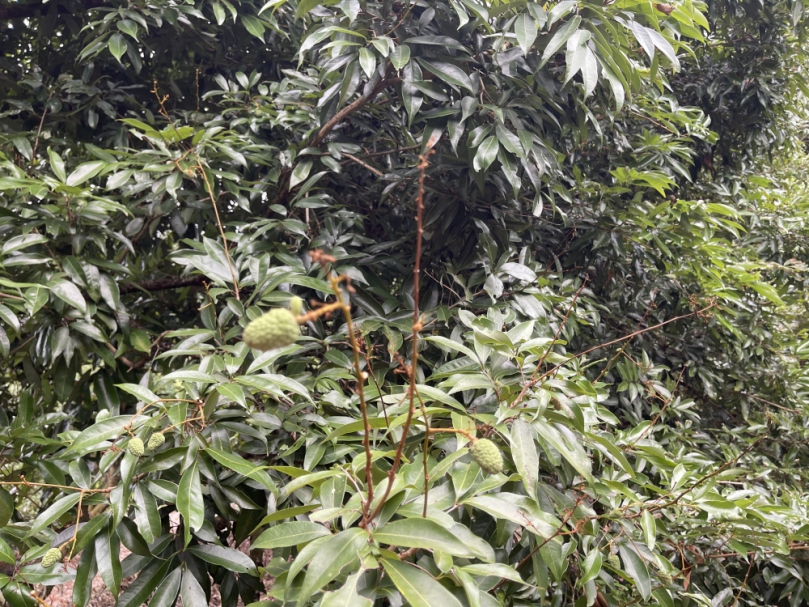 中市荔枝災損   28日起至6月11日前可申請現金救助