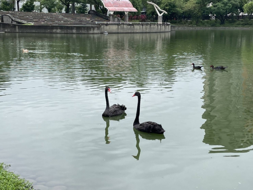 秋紅谷黑天鵝搬新家啦！ 「鳶鳶」與「揚揚」飛向北大展開新生活