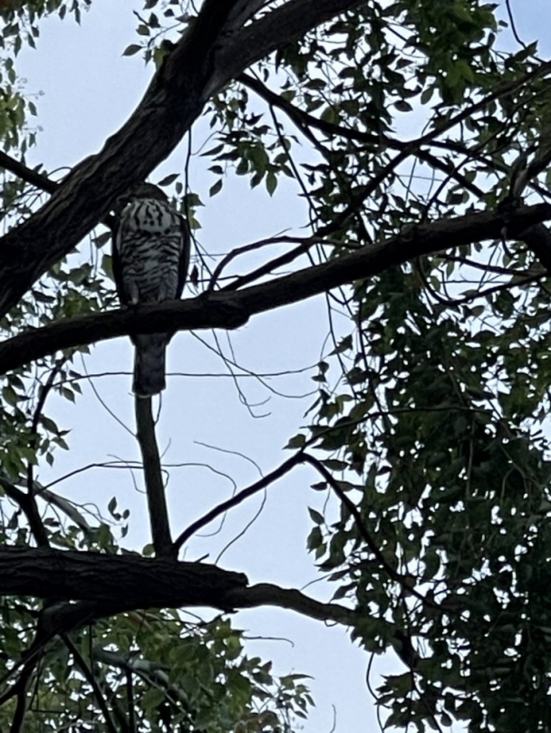 生態保育與防災安全並重    中市建設局將邀專家評估樹木高空修剪作業流程