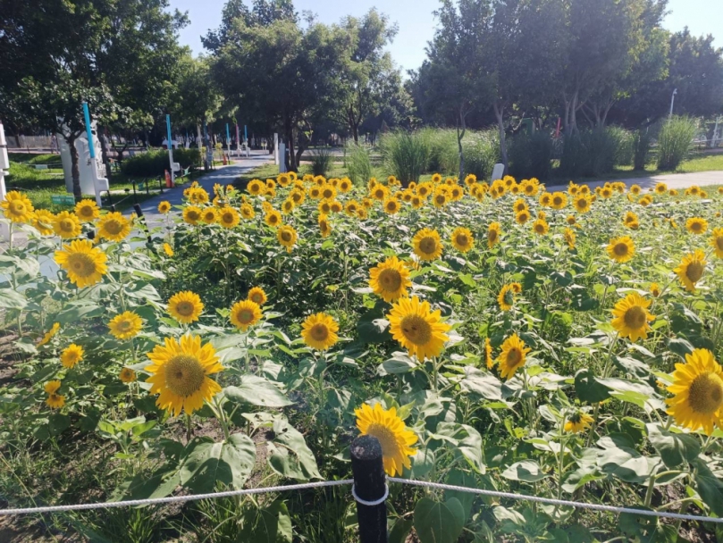 中央公園「向日葵花海」盛開！中市建設局邀您共享金色療癒夏日
