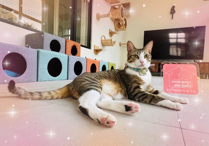 新竹縣動保所宣佈  7月起室內家貓外出符合必要條件可免打狂犬病疫苗