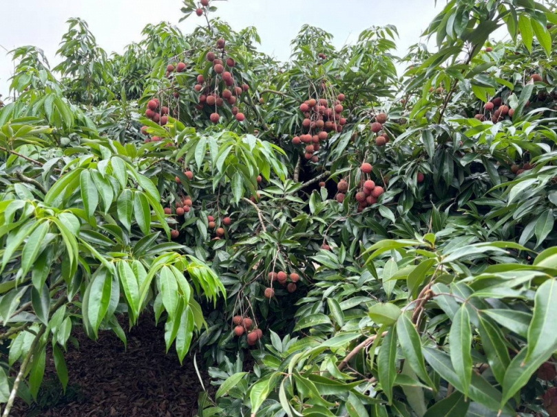 全台產季最北、產期最晚    新竹市荔枝節6/22新竹大遠百隆重登場