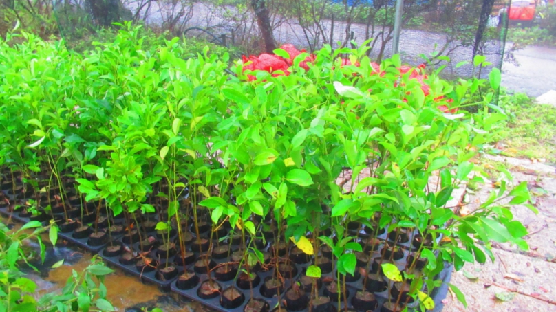 響應防治沙漠化與乾旱世界日 邀請全民為地球種下一棵樹 共築綠色家園