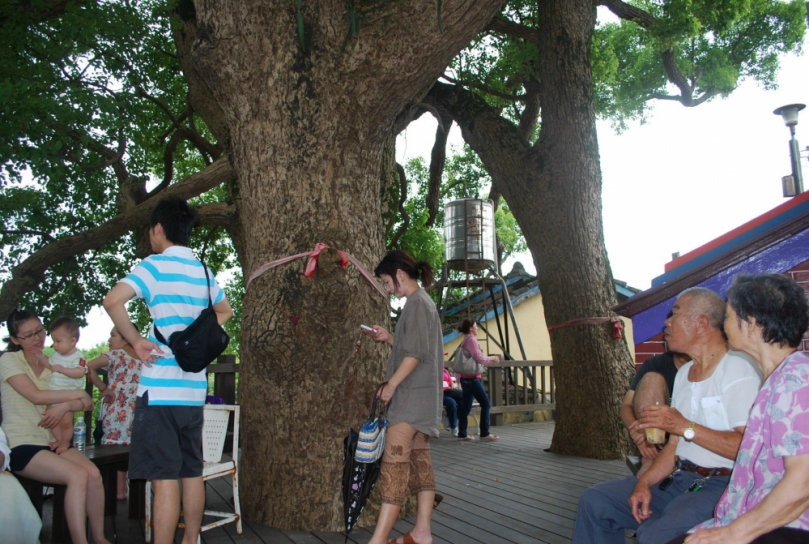 外埔公婆樹相依170年　祝福天下夫妻恩愛長久