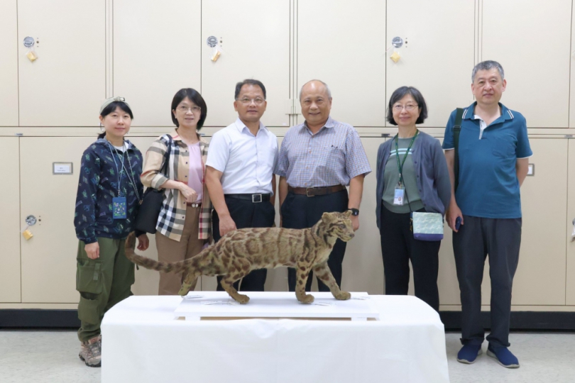 林業保育署嘉義分署捐贈珍稀標本 全臺第二隻具文獻臺灣雲豹入藏科博館