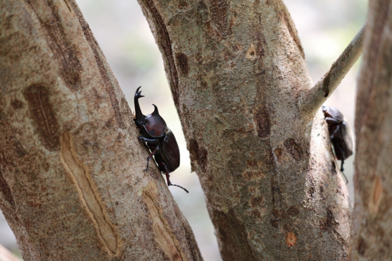 新竹市千甲空品淨化區   獨角仙生態新樂園