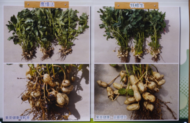 （有影片）／雲林花生觀摩會熱烈登場　木黴菌技術助攻農業永續