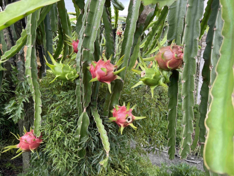 夏季果品紅龍果味美營養多消費正是時候