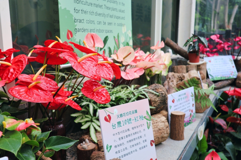 火鶴花開繽紛盛夏  科博館邀你聆聽緋紅精靈的低語